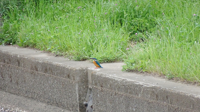 カワセミ01.jpg
