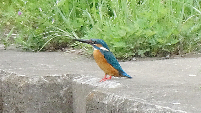 カワセミ02.jpg